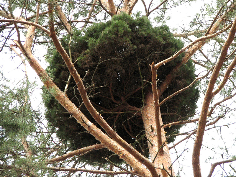 Bild: Pinus sylvestris - Foto: Beentree, Wikimedia Commons