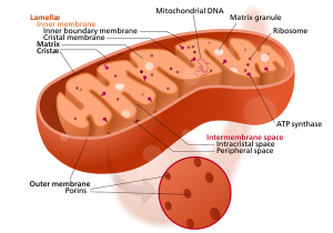 Mitochondrion - mitokondrie - Bild: Kelvinsong, Wikimedia Commons