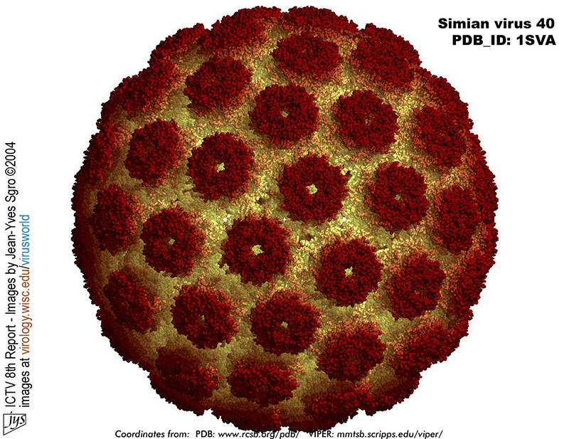 SV40 - Illustration: Virology.wisc.edu