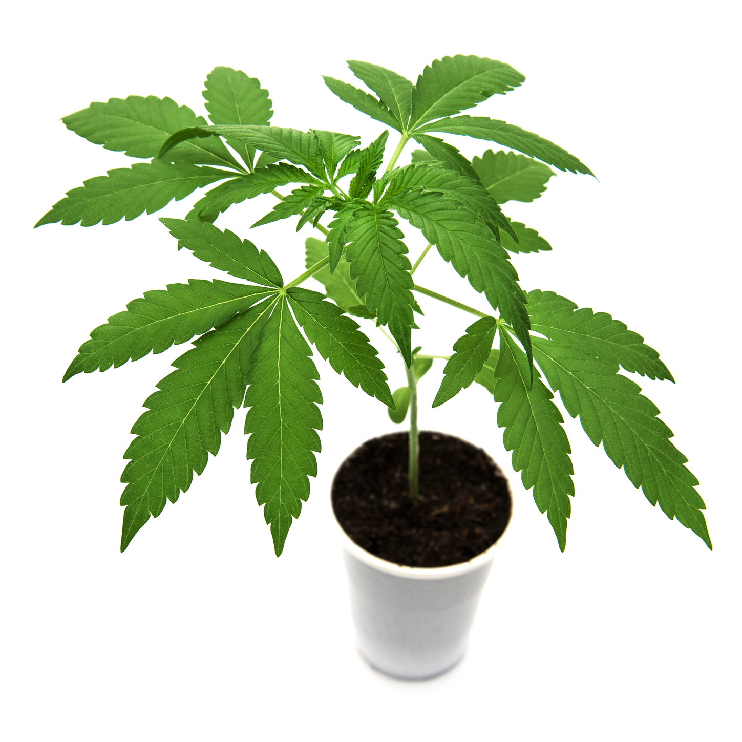Medicinsk cannabis - Foto: Crestock.com