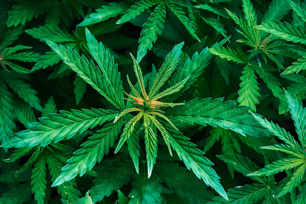Cannabis planta - Foto: Crestock.com