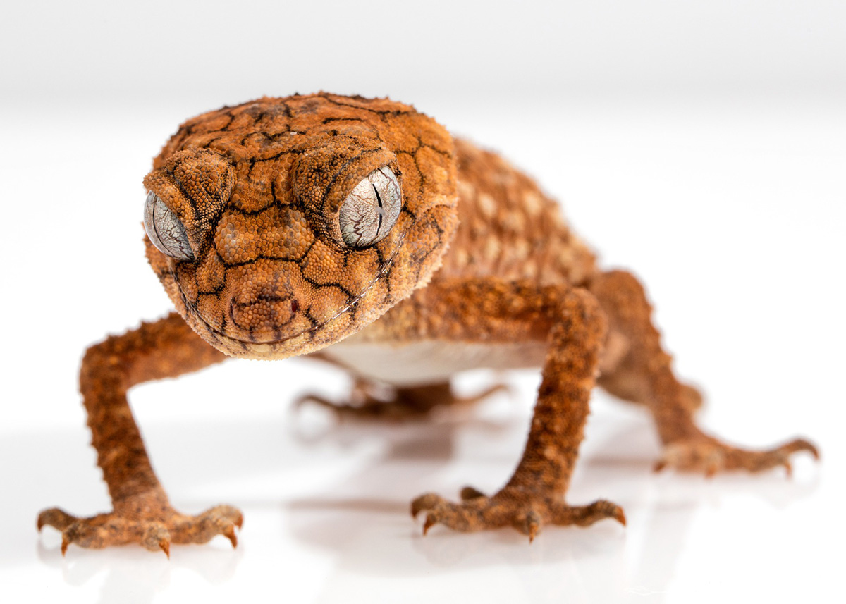 Gecko reptil. Foto: Cindy Lever. Licens: CC0, Pixabay.com