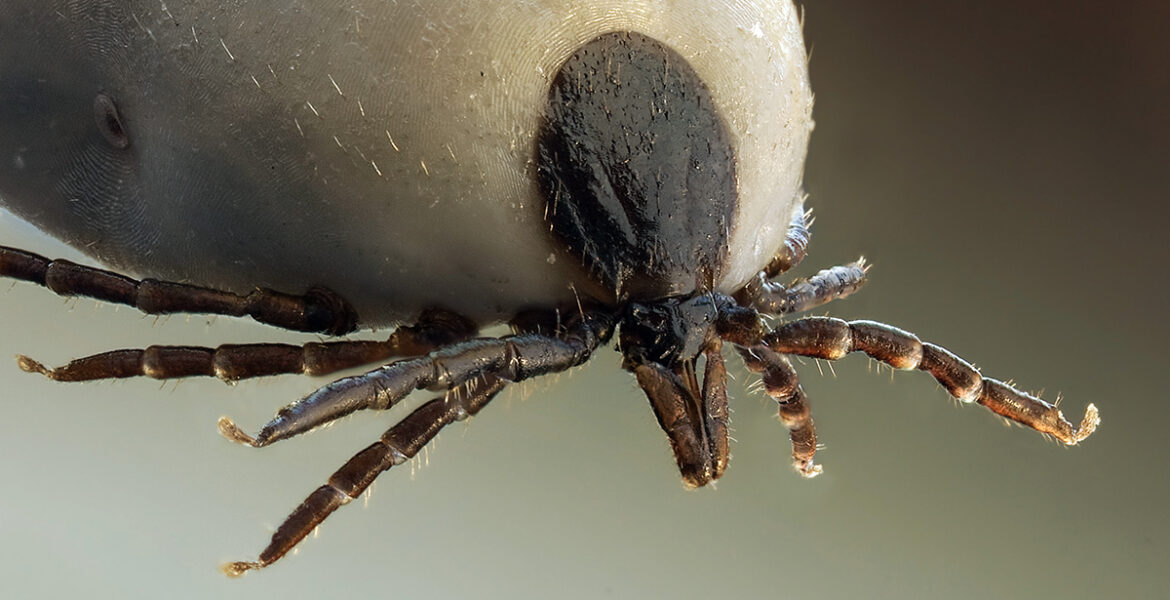 Fästingen Ixodus ricinus. Foto: Richard Bartz