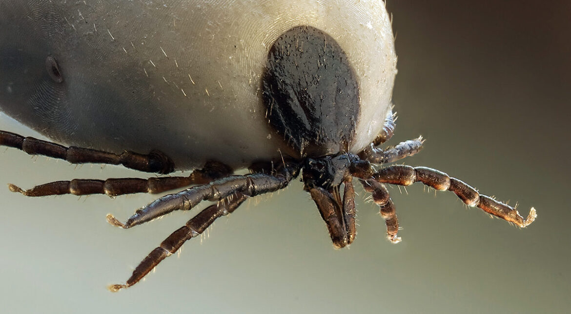 Fästingen Ixodus ricinus. Foto: Richard Bartz