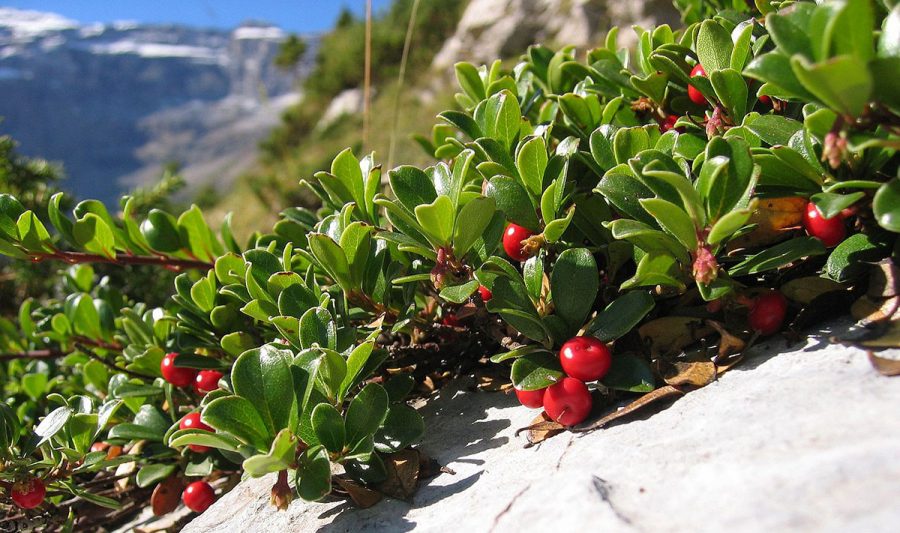 Mjölon (Arctostaphylos uva-ursi). Foto: Berger Harald. Licens: GFDL+CC SA, Wikimedia Commons