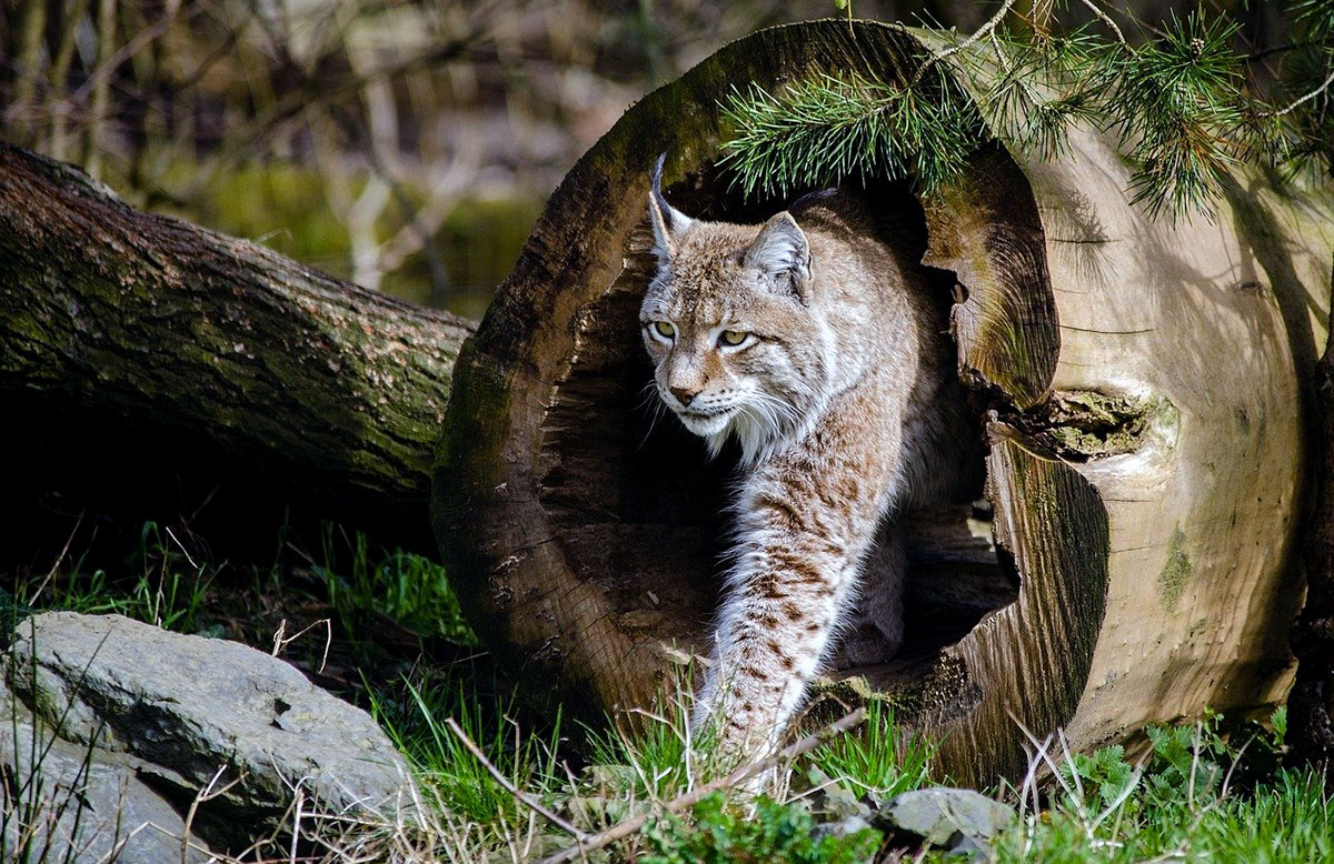 Lodjur (Lynx lynx). Foto: Skeeze. Licens: Pixabay.com