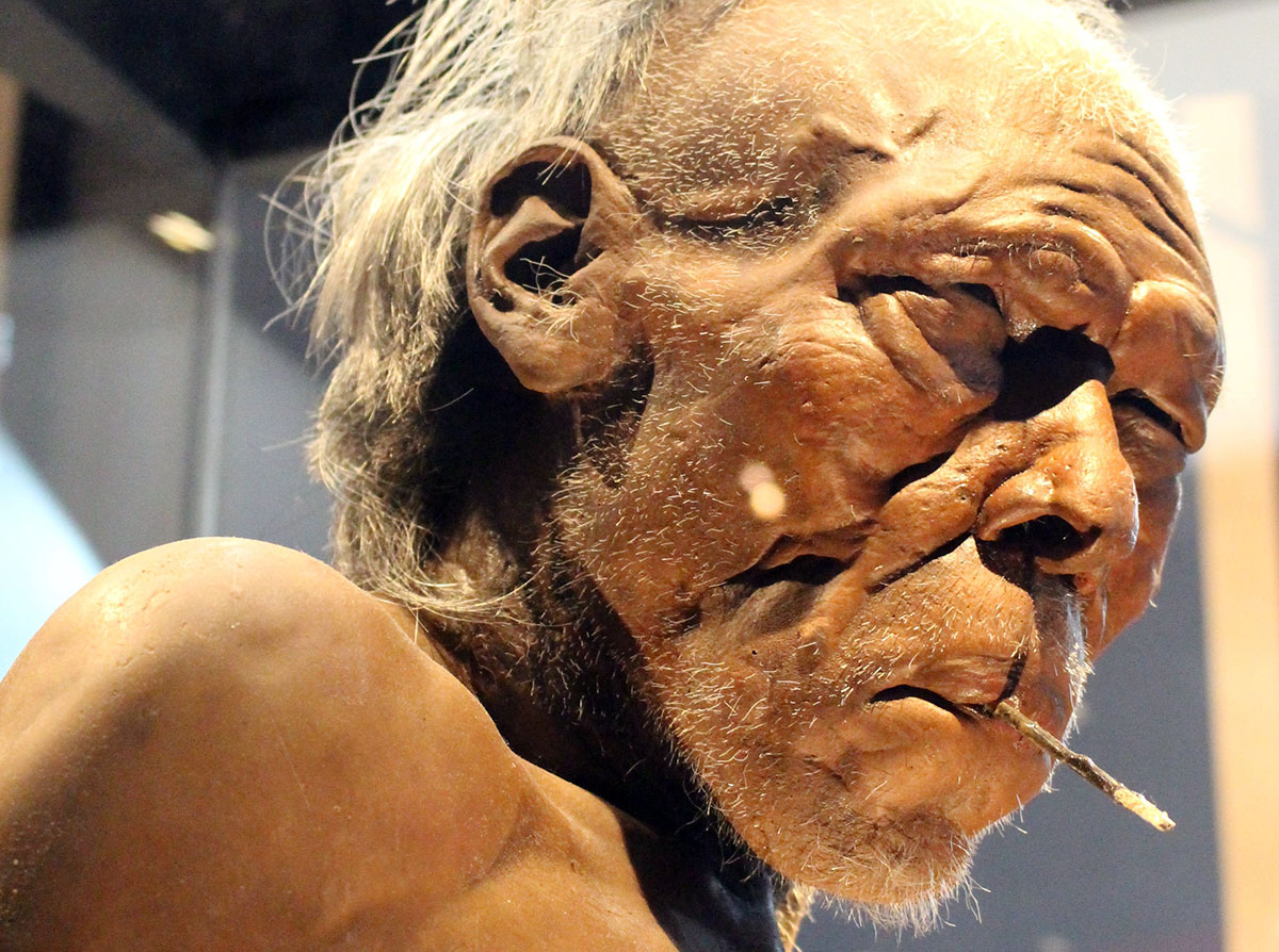 Homo sapiens, modell. Foto (beskuret): Emőke Dénes. Licens: CC BY-SA 4.0, Wikimedia
