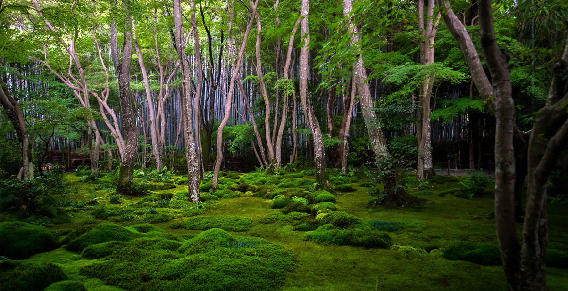Regnskogliknande miljö i Kyoto, Japan.