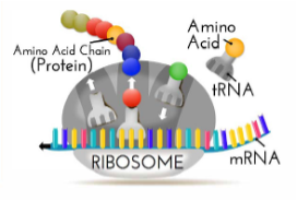 Transfer RNA