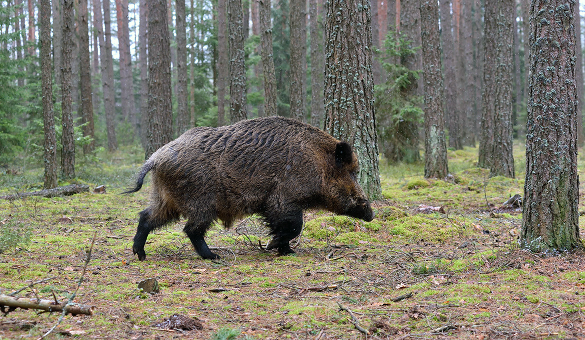 Wild boar (vildsvin) in Sweden. Photo: eAlisa