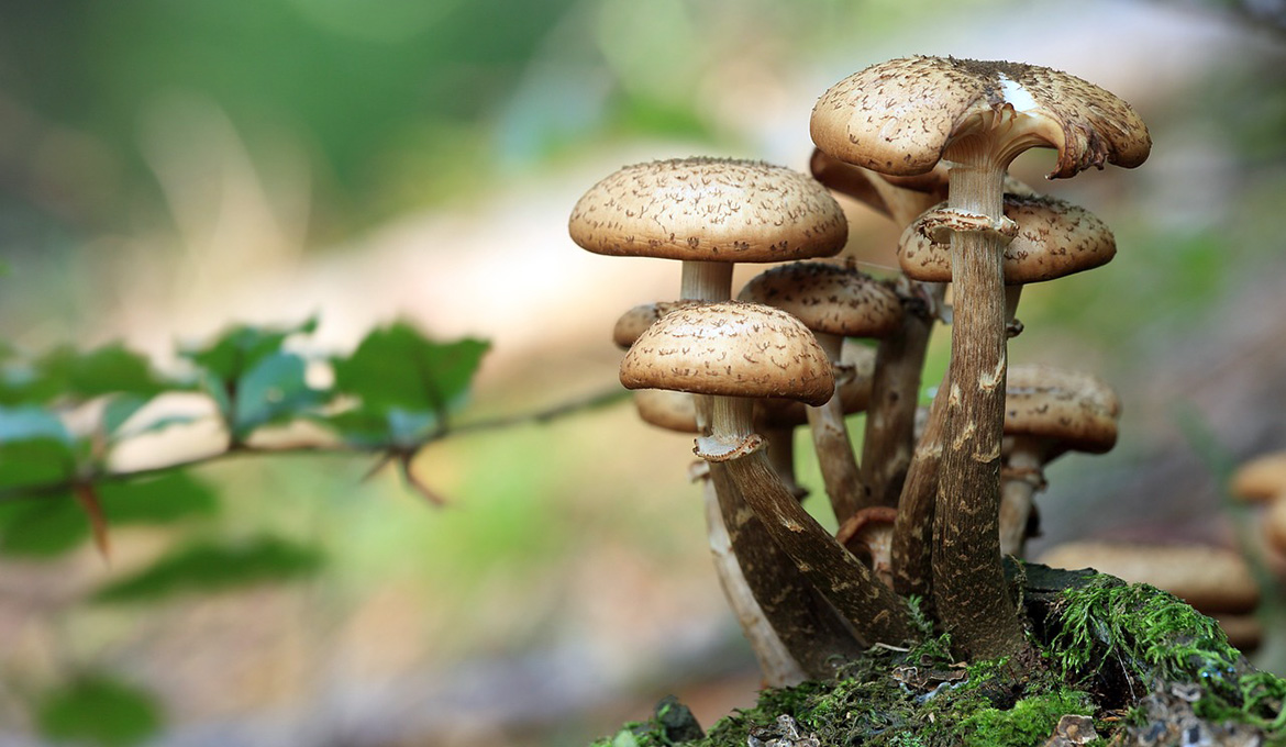 Mushrooms. Photo: Tomasz Proszek, Pixabay.com
