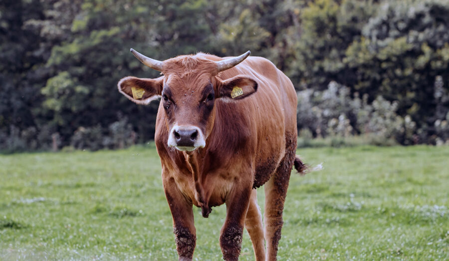 Kossa. Foto: Ewa Studio