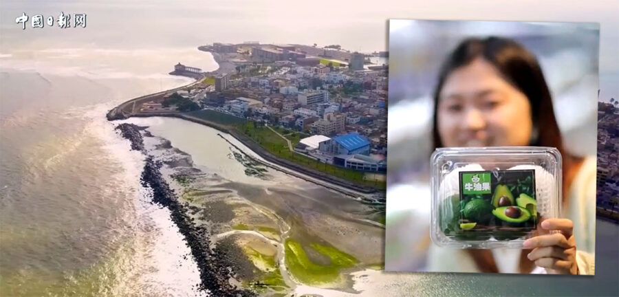 Peru är nu den största utländska leverantören av avokado till Kina.