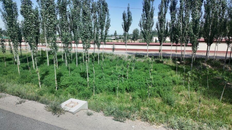 Beskogande popplar planerade längs huvudväga i Xinjiang, Kina.