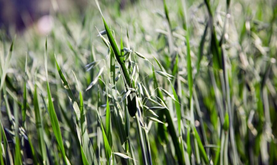 Hälsoexperter: Avstå helst från havremjölk