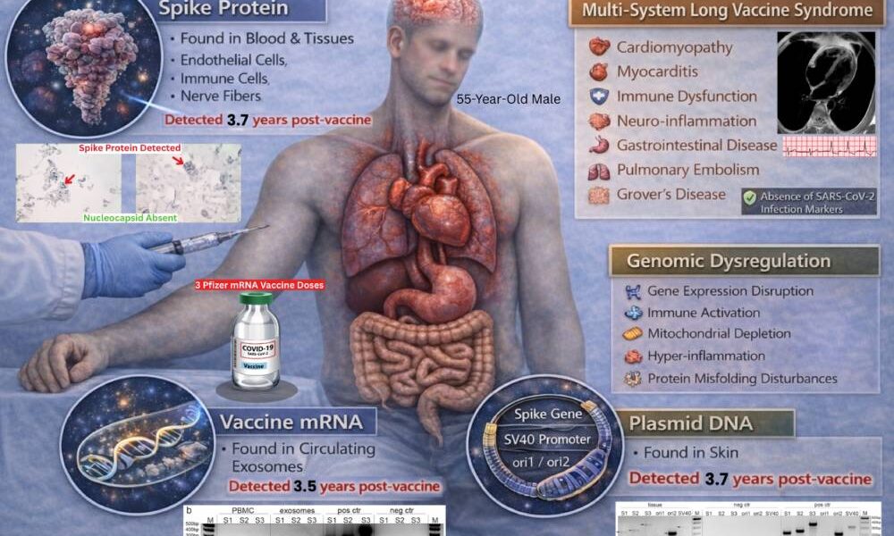 Figur 7 visar en översikt på kvarstående vaccinrelaterade biomaterial, genomisk dysregulering och påverkan på organsystem som konstaterats upp till 3,7 år efter vaccinationen