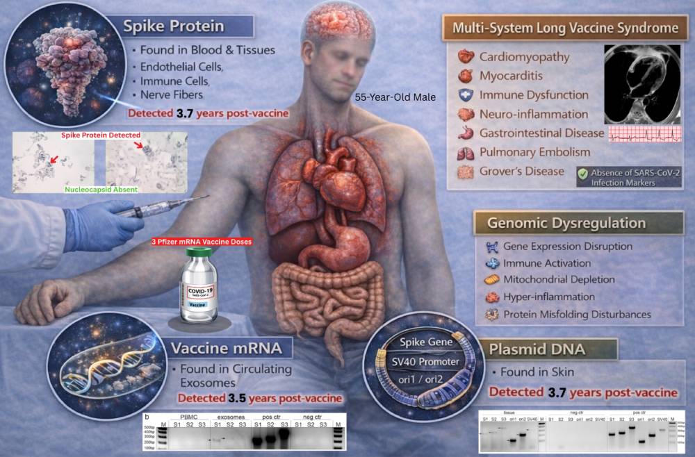Figur 7 visar en översikt på kvarstående vaccinrelaterade biomaterial, genomisk dysregulering och påverkan på organsystem som konstaterats upp till 3,7 år efter vaccinationen