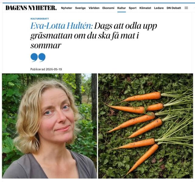Eva-Lotta Hultén föreslår att vi börjar odla i gräsmattorna i sommar | Källa: Dagens Nyheter 19 maj 2026 (foto omgjort med AI)