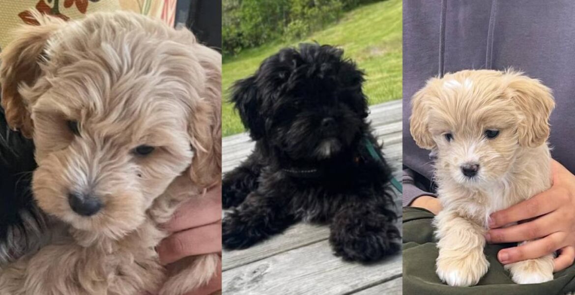 Cavapoo-valpar