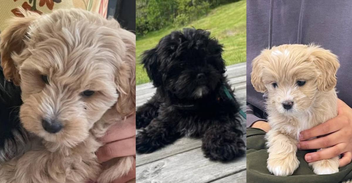 Cavapoo-valpar